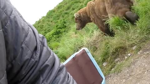 bear sits close to fellow