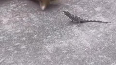 Cat and lizard