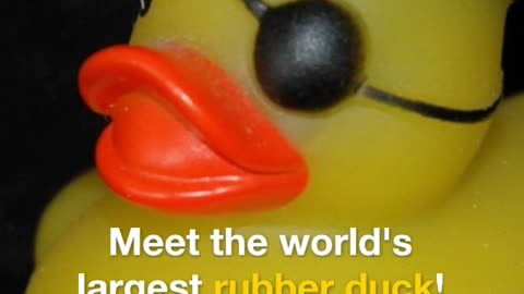 Rubber Duck