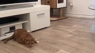 Cat immediately reacts with impressive jump