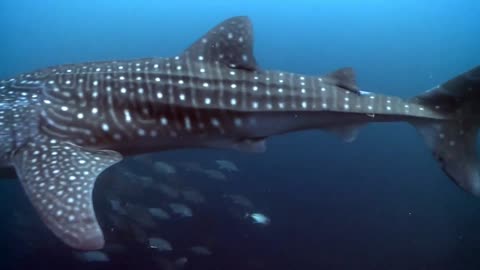 Blue whale's way of swimming in the ocean