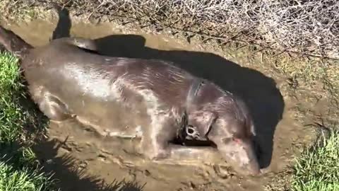 Dog Becomes Double Chocolatey in the Mud