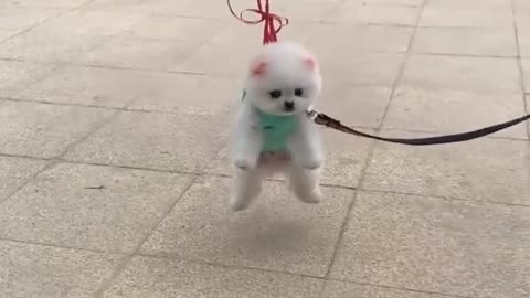 Cute dog is almost taken away from its owner