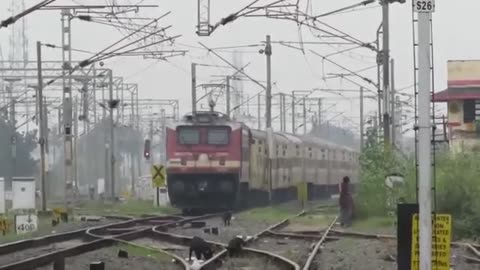 Animal Hit by Train