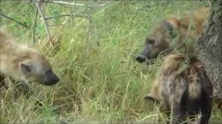 Hyenas in Kruger National Park