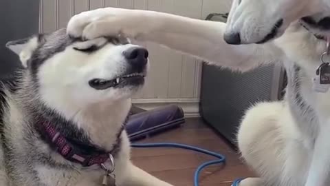 be happy and safe my power is with u || funny huskies