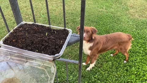 Australian Shepherd Jealous of Plants