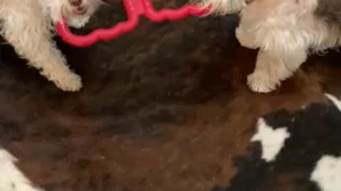 Miniature Schnauzers tug of war time.