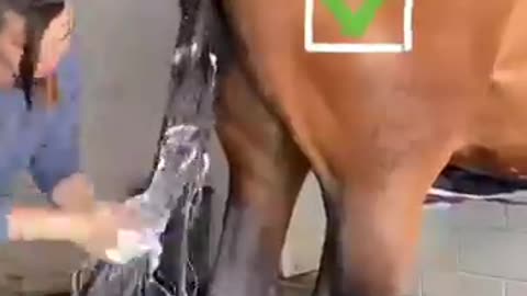 How to wash hurse a tail 🐴🐴