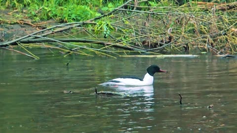 A male common merganser in a river / beautiful black and white water bird.