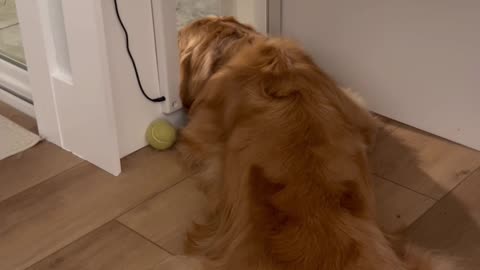 Dog Doesn't Mind Closing Door