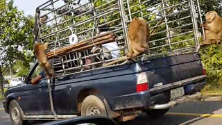 Monkeys Hitch a Ride