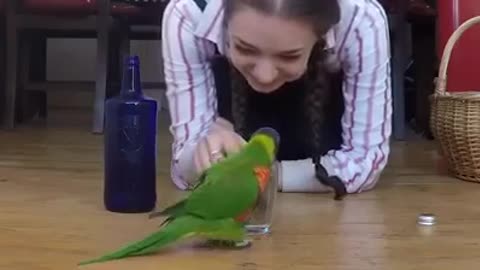 FUNNY PARROT DANCING ON HIS OWNER ACTIONS TENSION