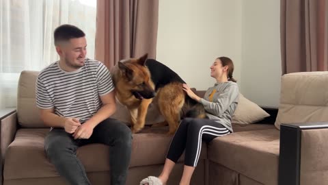 German shepherd protects women from the stranger [fake situation]