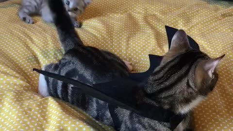 Kitten bravely fights mighty dragon