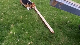 Huckleberry the Corgi Claims 2x4 as His Stick