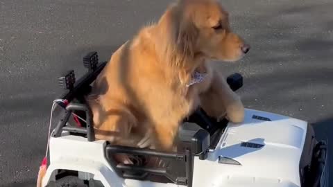 Adorable Dog Drives His Miniature SUV