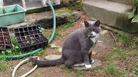 gray cat with white chest sitting in garden