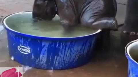 Baby Elephant enjoying the bath