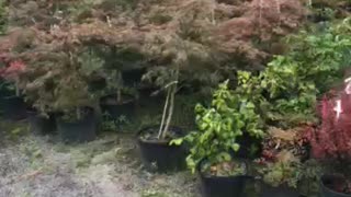 Weeping Japanese red maple trees at Highland Hill Farm near Philadelphia