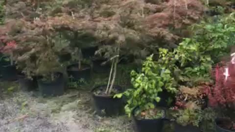 Weeping Japanese red maple trees at Highland Hill Farm near Philadelphia