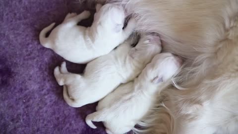 newborn golden retriever puppies suck breast milk