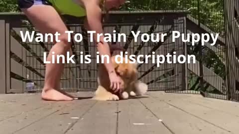 THE BEST AND MOST COMPLETE TRAINING FOR DOGS!!!