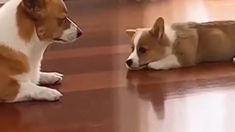 Cute and Funny Dog Video!