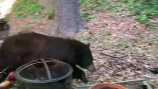 Patio Bear Visit