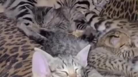 Sleeping Savannah’s