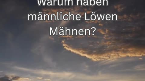 Löwen-Fakt 10 - Warum haben männliche Löwen Mähnen?