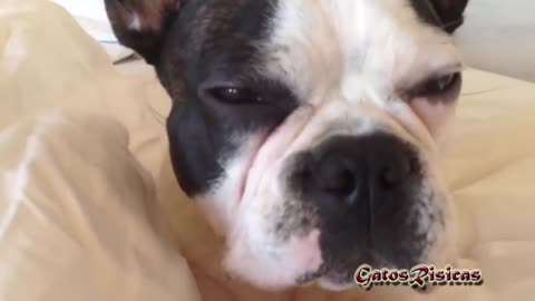 Bulldogs Are Awesome - Funny and Cute English Bulldog Compilation #5