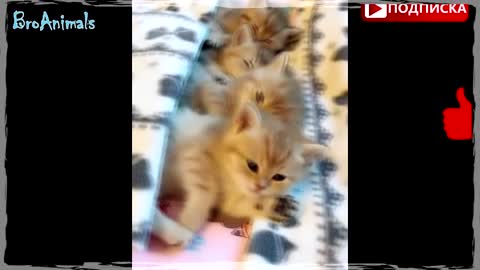 Милые Котики и Котята | Sweet Cats and Kittens