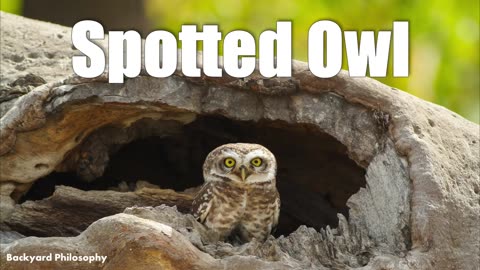 The Spotted Owl's Fight For Survival