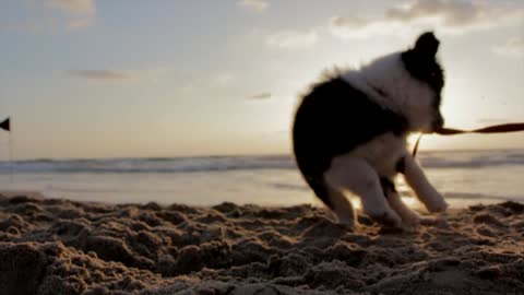 baby dog is happy because it play on beach