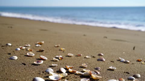 shells on a beautiful beach