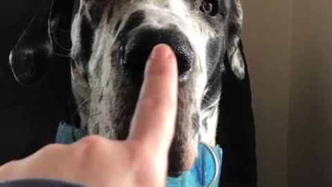 THE GREAT DANE Dog Video 113 - Great Dane Compilation - Tallest Dog in The World