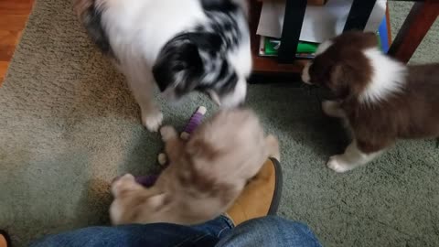 Pixel playing with the new puppies