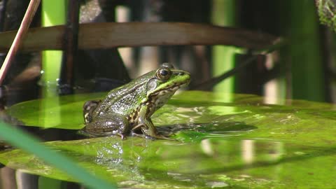 Green frog