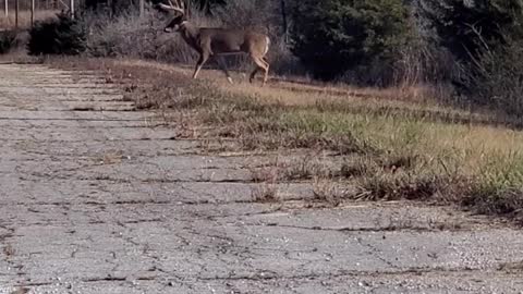 Huge Buck