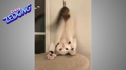 The most funny and beautiful cat compilation #1