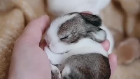 Bunny