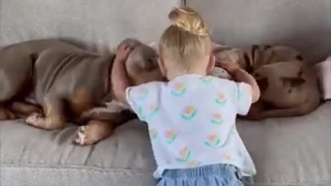 Child hugs sleeping dogs on sofa