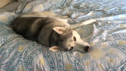 Stubborn Husky Won't Get Out of Bed