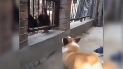 dog vs chicken video very funny clips