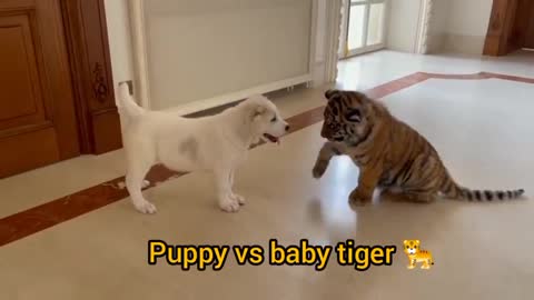 Puppy vs baby tiger fighting fun