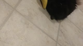 Round 2: Feisty Black Cat Meets Catnip Banana