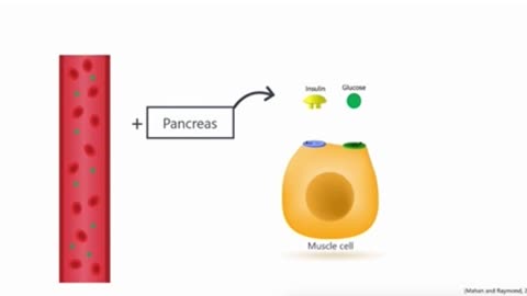 Sports Nutrition-Carbohydrates (4)