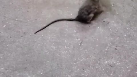 Place Your Bets Now A Good Mexican Rat Fight