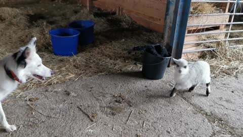 Border Collie and Baby Sheep Have a Blast Playing